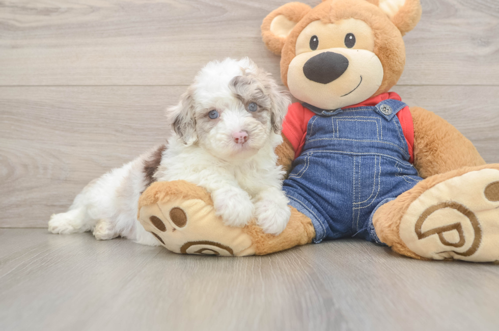 5 week old Mini Sheepadoodle Puppy For Sale - Simply Southern Pups
