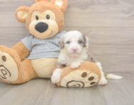 8 week old Mini Sheepadoodle Puppy For Sale - Simply Southern Pups