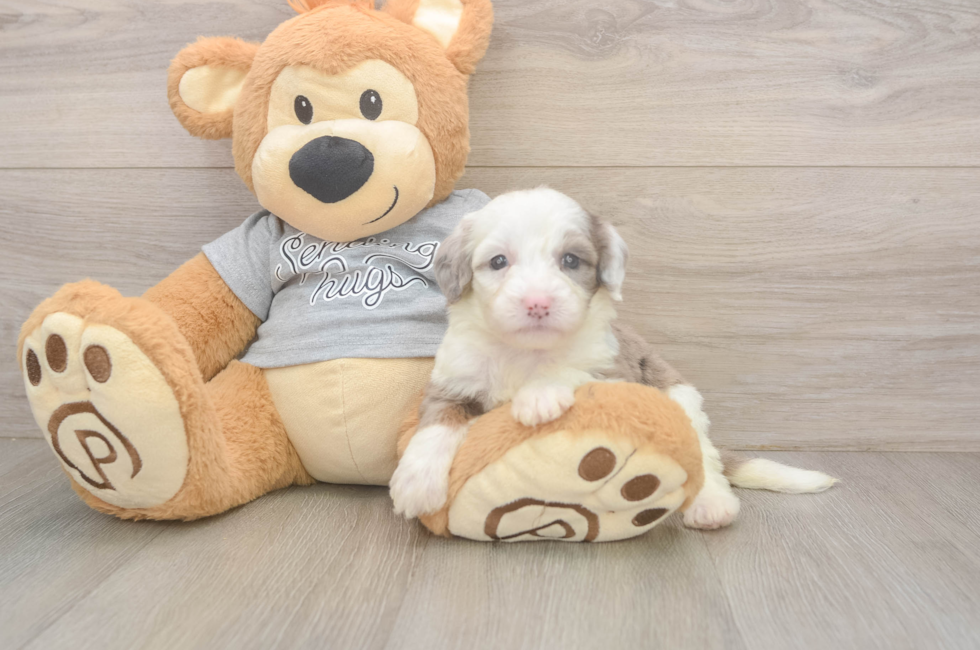 5 week old Mini Sheepadoodle Puppy For Sale - Simply Southern Pups