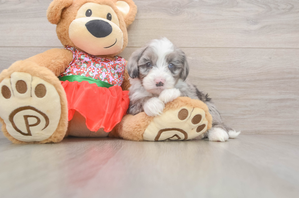 5 week old Mini Sheepadoodle Puppy For Sale - Simply Southern Pups