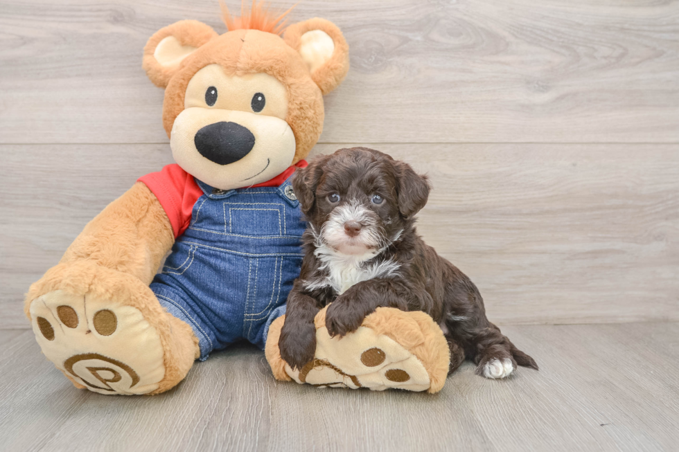Fluffy Mini Sheepadoodle Poodle Mix Pup