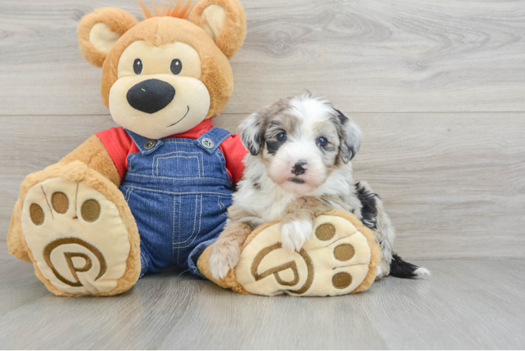 Mini Sheepadoodle Pup Being Cute