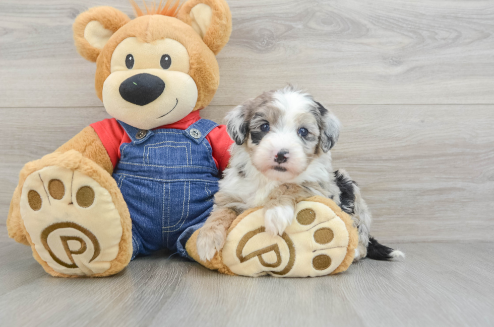 5 week old Mini Sheepadoodle Puppy For Sale - Simply Southern Pups