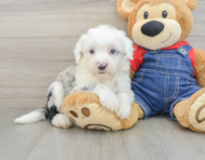 6 week old Mini Sheepadoodle Puppy For Sale - Simply Southern Pups