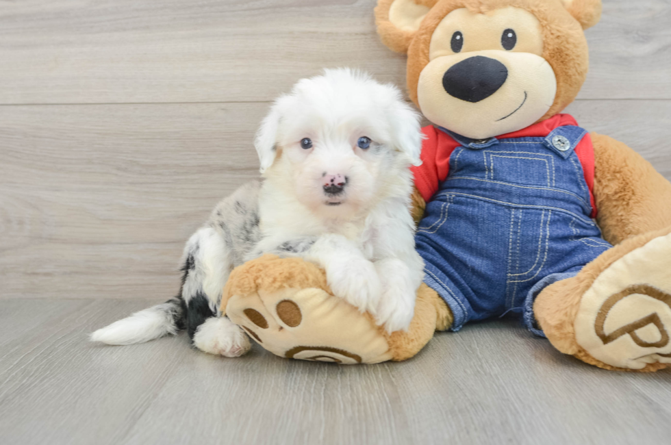 6 week old Mini Sheepadoodle Puppy For Sale - Simply Southern Pups