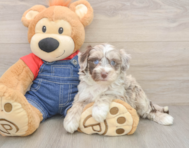 6 week old Mini Sheepadoodle Puppy For Sale - Simply Southern Pups