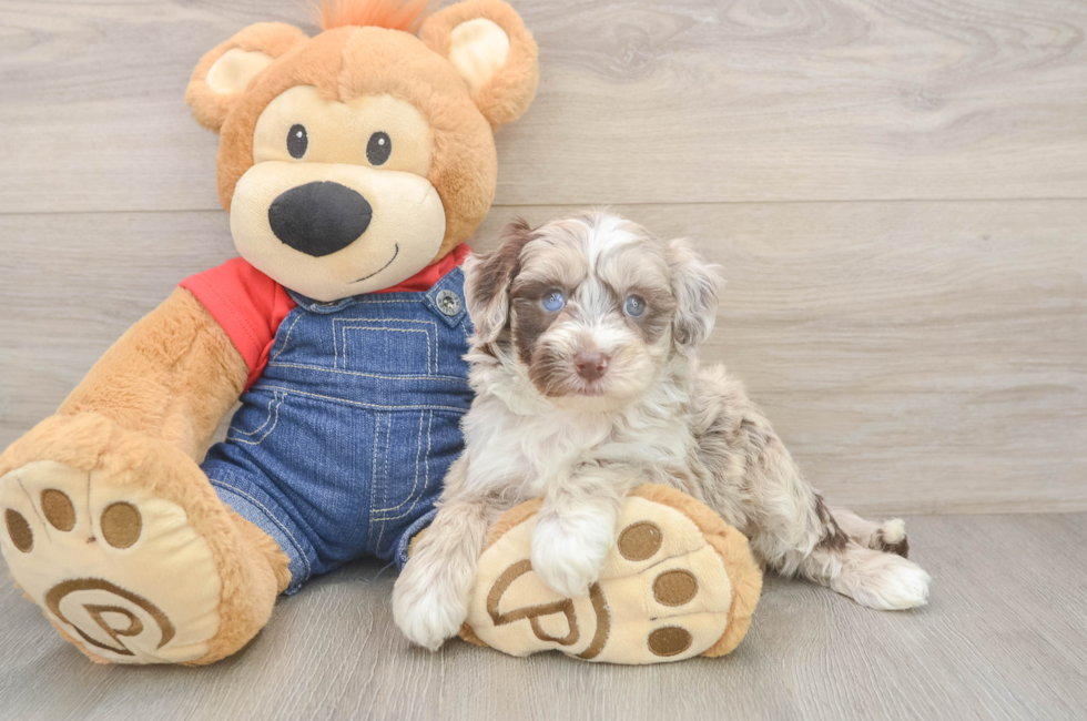 5 week old Mini Sheepadoodle Puppy For Sale - Simply Southern Pups