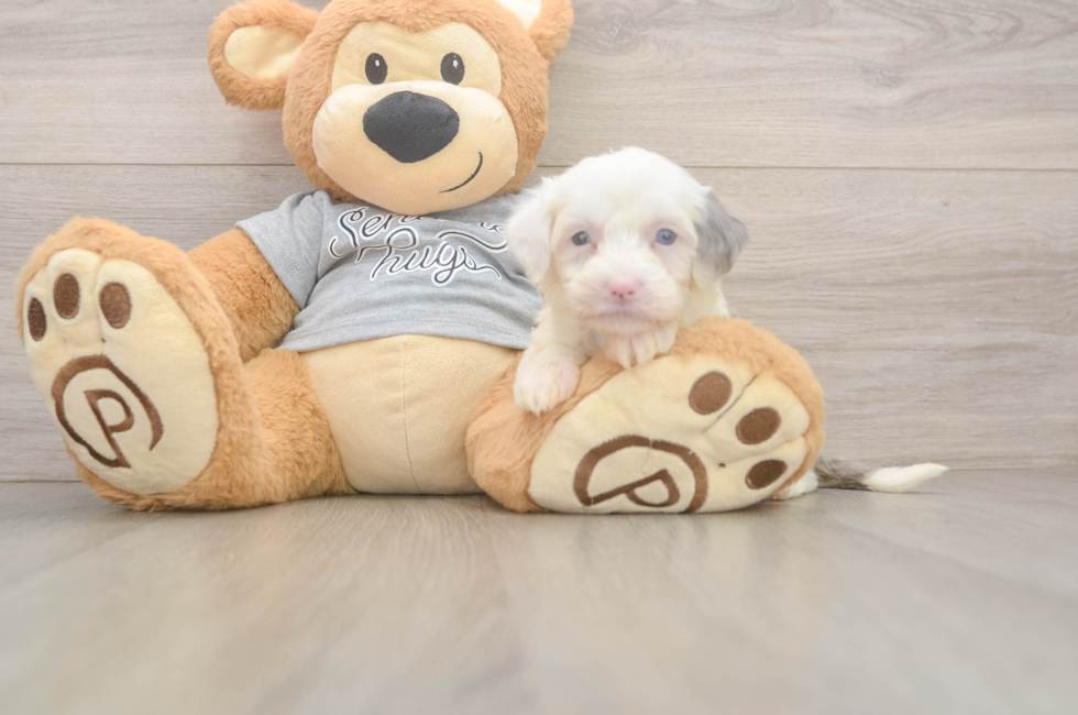 5 week old Mini Sheepadoodle Puppy For Sale - Simply Southern Pups