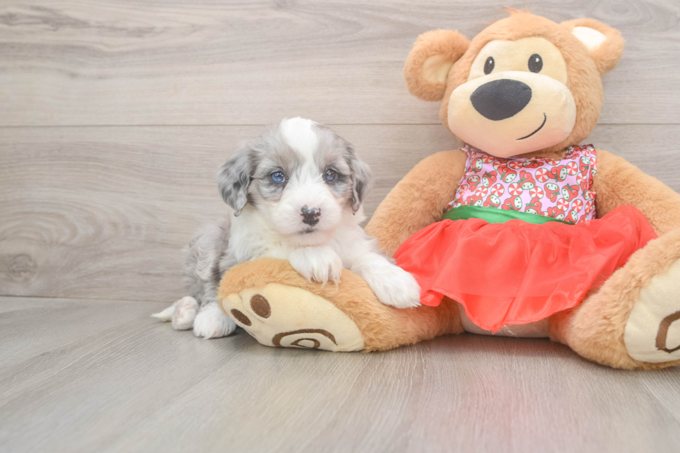 Mini Sheepadoodle Pup Being Cute