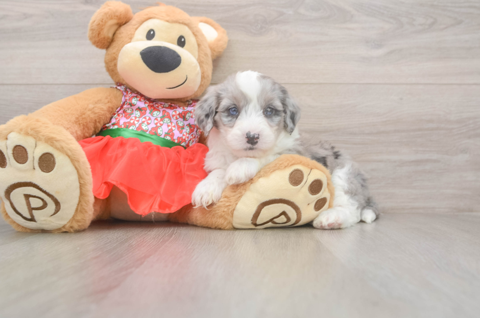 5 week old Mini Sheepadoodle Puppy For Sale - Simply Southern Pups