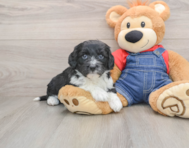 5 week old Mini Sheepadoodle Puppy For Sale - Simply Southern Pups