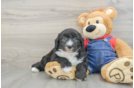 Adorable Sheepdogpoo Poodle Mix Puppy