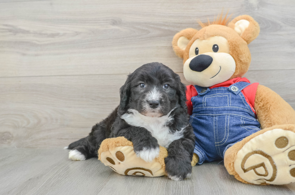 7 week old Mini Sheepadoodle Puppy For Sale - Simply Southern Pups