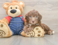5 week old Mini Sheepadoodle Puppy For Sale - Simply Southern Pups