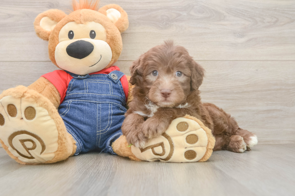 5 week old Mini Sheepadoodle Puppy For Sale - Simply Southern Pups