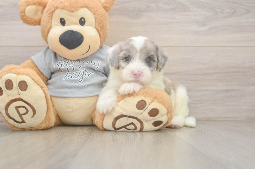 5 week old Mini Sheepadoodle Puppy For Sale - Simply Southern Pups