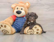 5 week old Mini Sheepadoodle Puppy For Sale - Simply Southern Pups