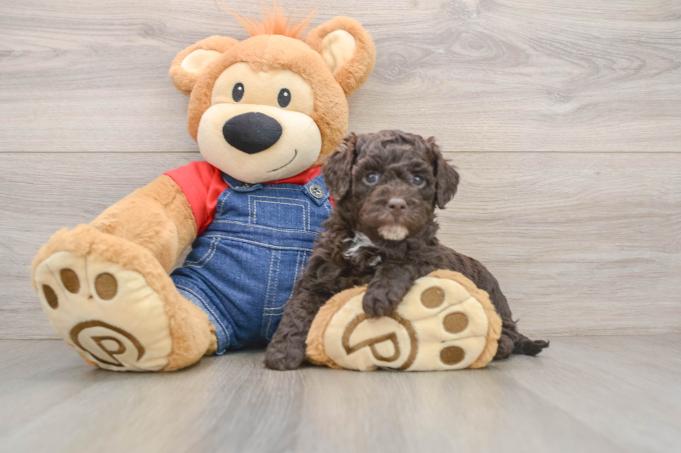 Best Mini Sheepadoodle Baby