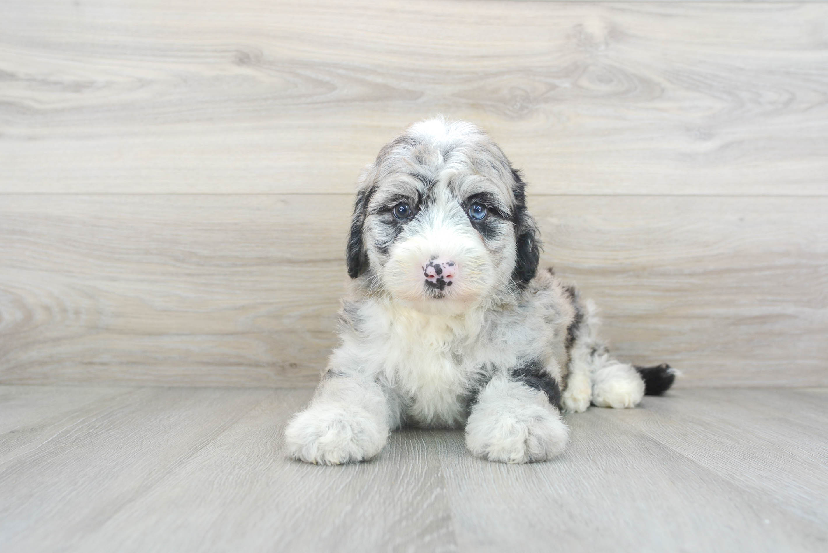 Mini sheepadoodles puppies sales for sale