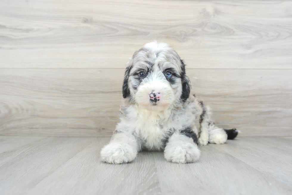 Best Mini Sheepadoodle Baby