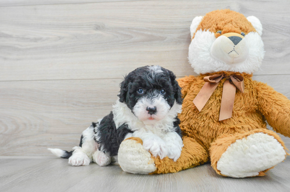 6 week old Mini Sheepadoodle Puppy For Sale - Simply Southern Pups