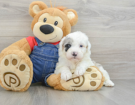 5 week old Mini Sheepadoodle Puppy For Sale - Simply Southern Pups