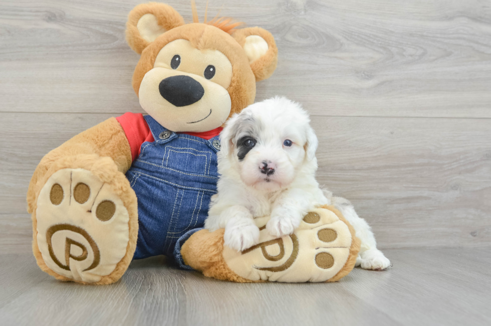 5 week old Mini Sheepadoodle Puppy For Sale - Simply Southern Pups