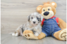 Friendly Mini Sheepadoodle Baby