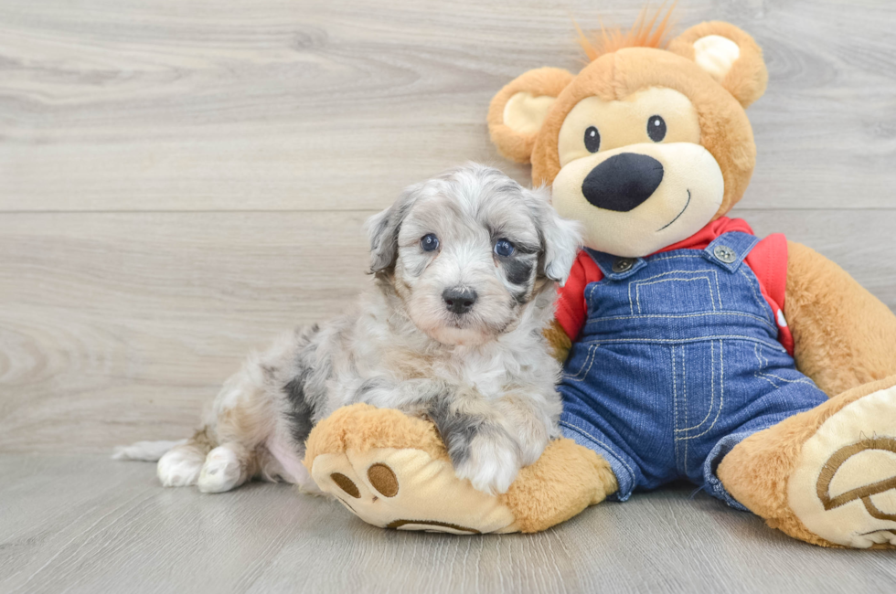 7 week old Mini Sheepadoodle Puppy For Sale - Simply Southern Pups