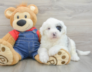 6 week old Mini Sheepadoodle Puppy For Sale - Simply Southern Pups