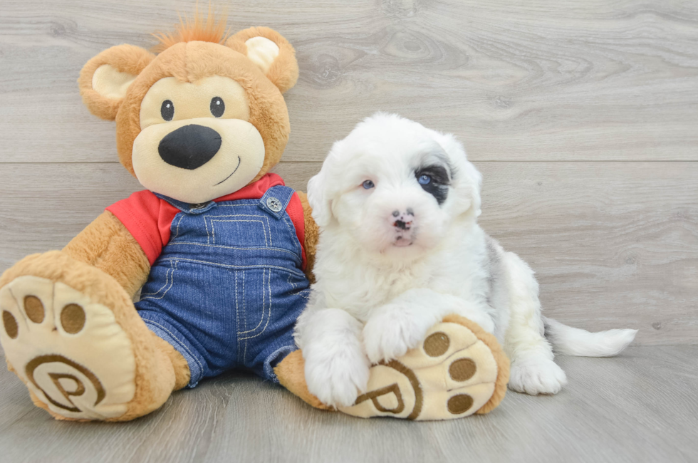 6 week old Mini Sheepadoodle Puppy For Sale - Simply Southern Pups