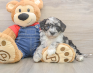 5 week old Mini Sheepadoodle Puppy For Sale - Simply Southern Pups