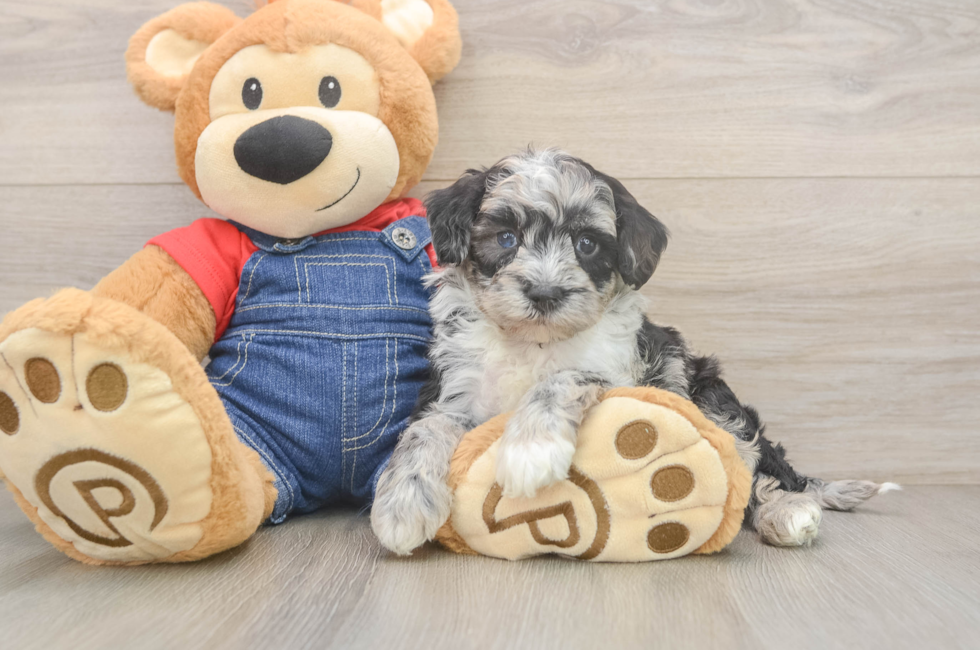 5 week old Mini Sheepadoodle Puppy For Sale - Simply Southern Pups