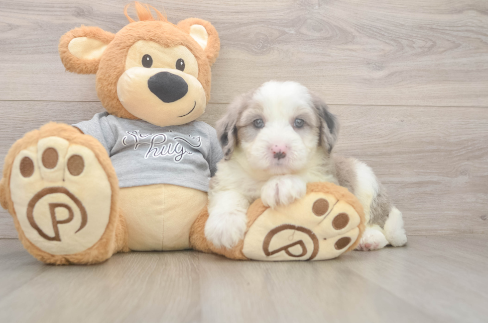 5 week old Mini Sheepadoodle Puppy For Sale - Simply Southern Pups
