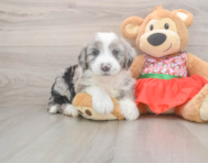5 week old Mini Sheepadoodle Puppy For Sale - Simply Southern Pups