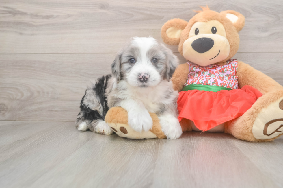 5 week old Mini Sheepadoodle Puppy For Sale - Simply Southern Pups