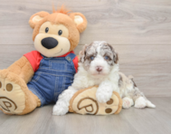 5 week old Mini Sheepadoodle Puppy For Sale - Simply Southern Pups