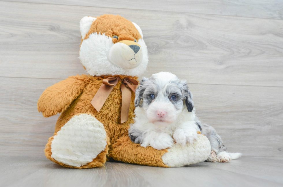 5 week old Mini Sheepadoodle Puppy For Sale - Simply Southern Pups