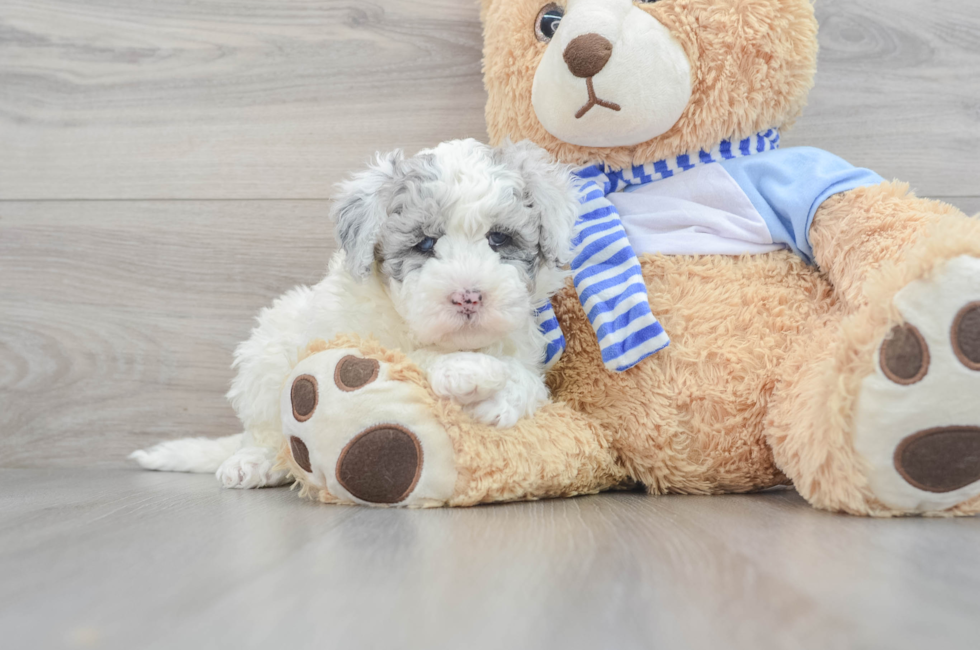 5 week old Mini Sheepadoodle Puppy For Sale - Simply Southern Pups