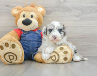 5 week old Mini Sheepadoodle Puppy For Sale - Simply Southern Pups