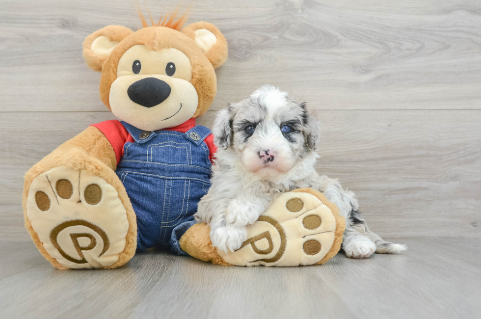 5 week old Mini Sheepadoodle Puppy For Sale - Simply Southern Pups