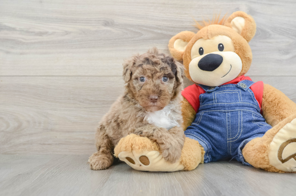 7 week old Mini Sheepadoodle Puppy For Sale - Simply Southern Pups
