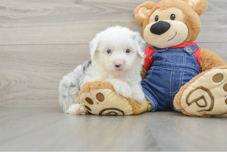Energetic Mini Sheepapoo Poodle Mix Puppy