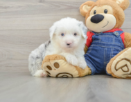 6 week old Mini Sheepadoodle Puppy For Sale - Simply Southern Pups