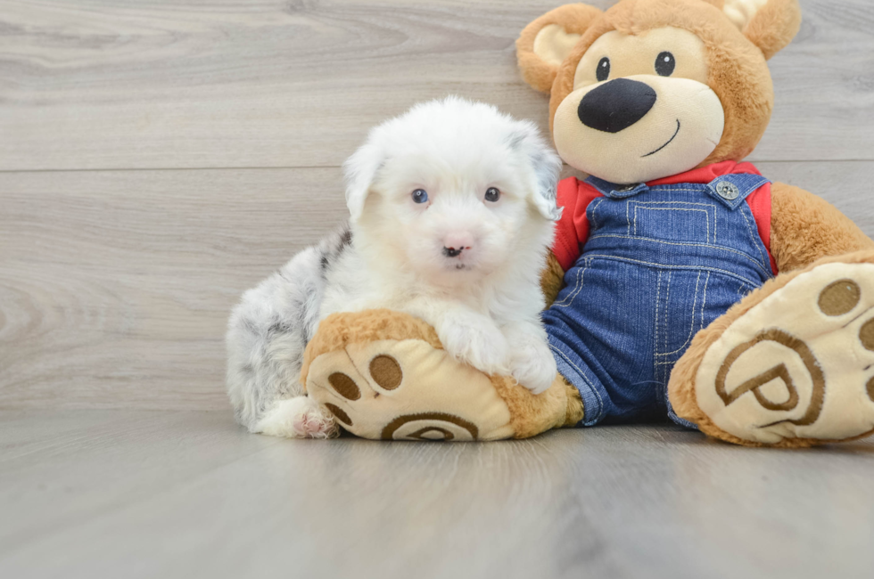 6 week old Mini Sheepadoodle Puppy For Sale - Simply Southern Pups