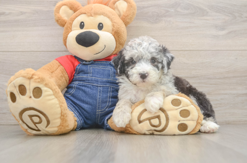 5 week old Mini Sheepadoodle Puppy For Sale - Simply Southern Pups