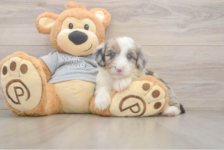 Fluffy Mini Sheepadoodle Poodle Mix Pup