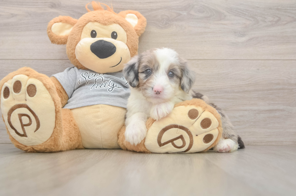 5 week old Mini Sheepadoodle Puppy For Sale - Simply Southern Pups