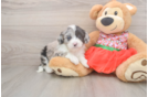 Mini Sheepadoodle Puppy for Adoption