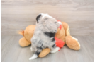 Petite Mini Sheepadoodle Poodle Mix Pup